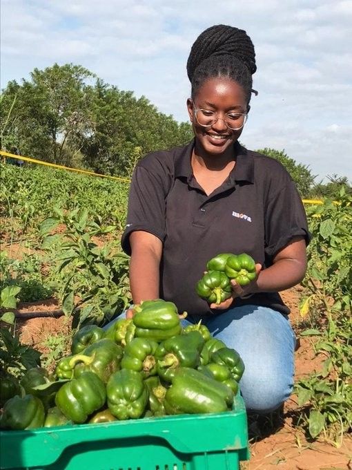 African woman entrepreneur working in agricultural field with green peppers